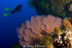 Beautiful walls in the Banda Sea. D300, Tokina 10-17 by Larry Polster 